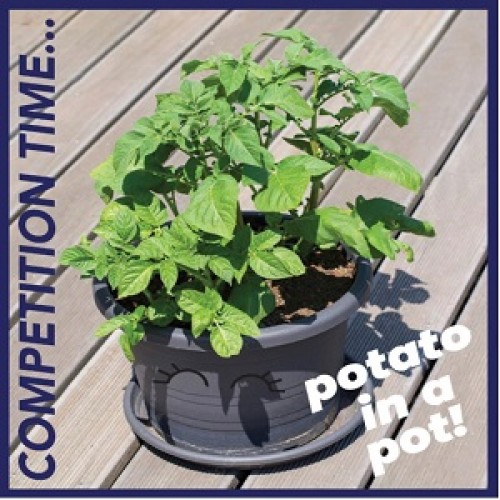 Potato in a Pot Competition